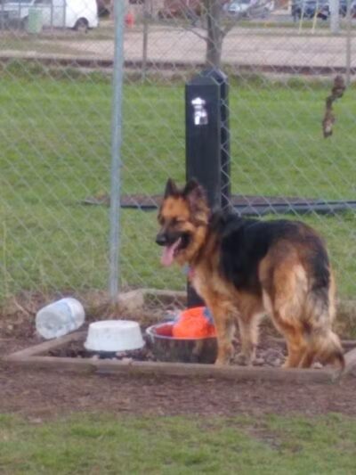 Otsego County Dog Park - Gaylord, MI