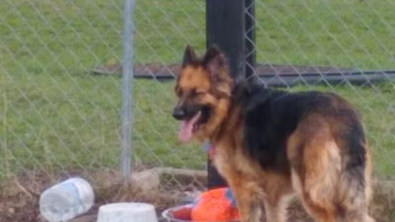Otsego County Dog Park - Gaylord, MI