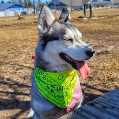 Otsego County Dog Park - Gaylord, MI