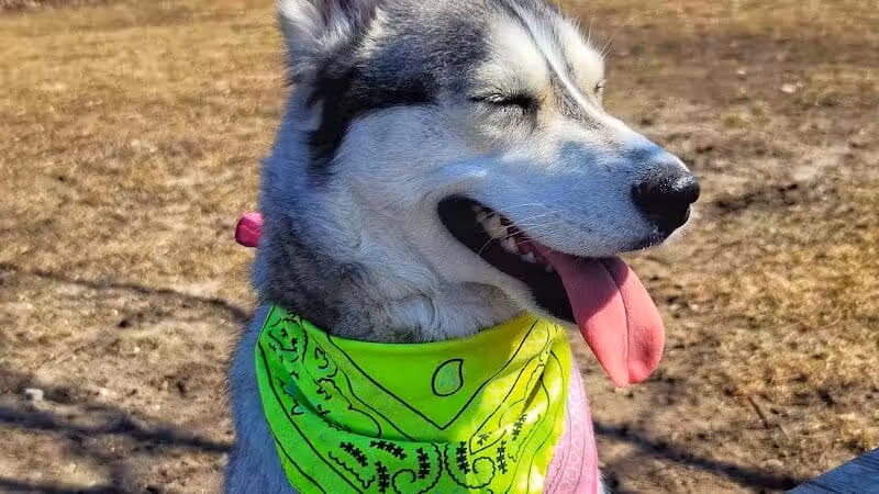 Otsego County Dog Park - Gaylord, MI