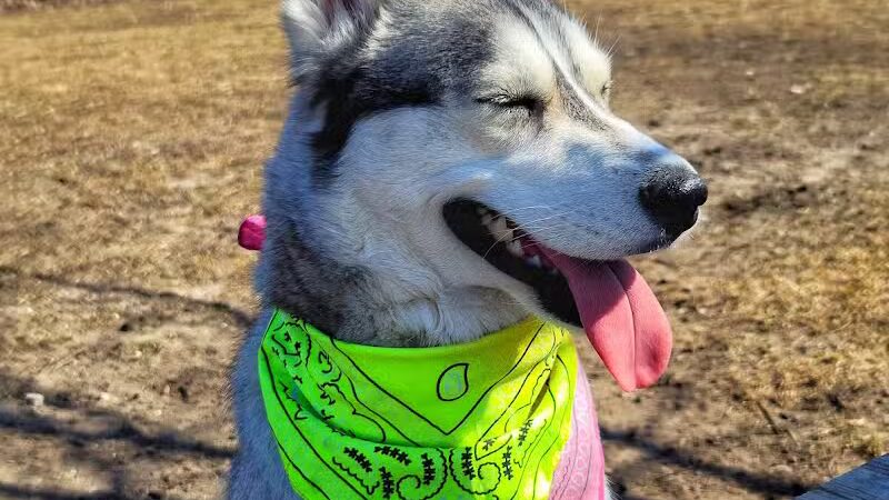 Otsego County Dog Park - Gaylord, MI