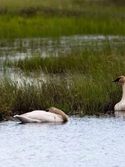 Seney National Wildlife Refuge - Main Unit - Germfask,