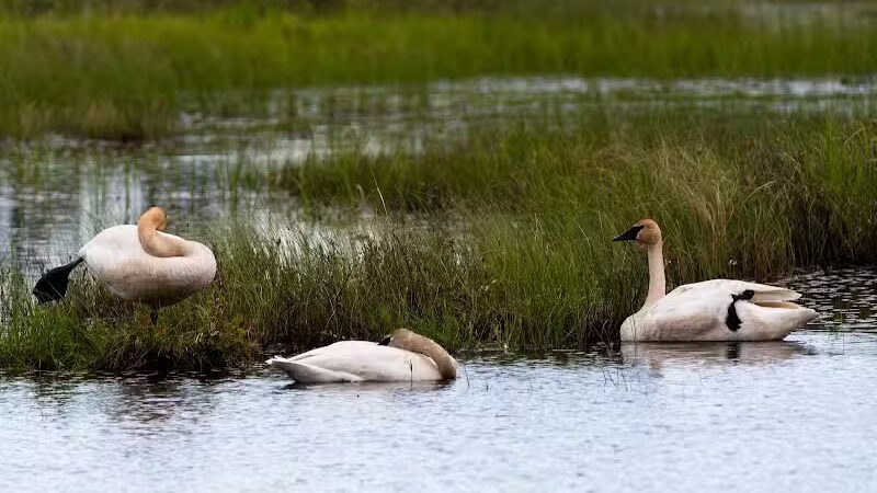 Seney National Wildlife Refuge - Main Unit - Germfask,