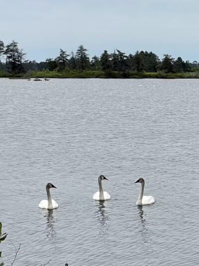 Seney National Wildlife Refuge - Main Unit - Germfask,
