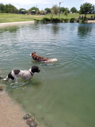 Cosmo Dog Park - Gilbert, AZ
