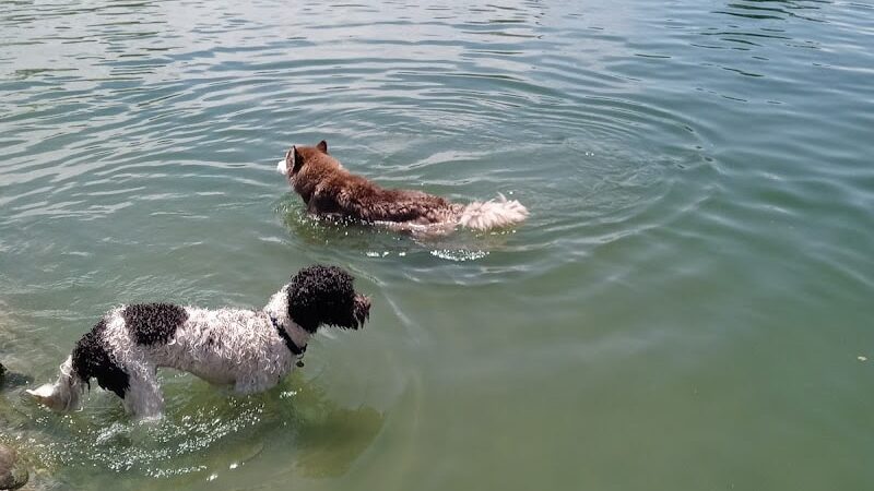 Cosmo Dog Park - Gilbert, AZ
