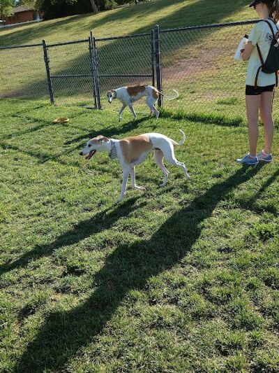 Cosmo Dog Park - Gilbert, AZ