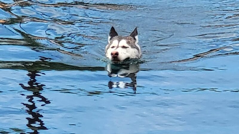 Cosmo Dog Park - Gilbert, AZ
