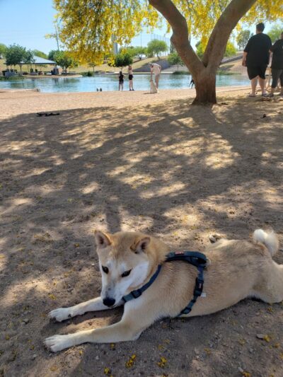 Cosmo Dog Park - Gilbert, AZ