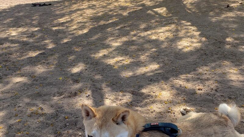 Cosmo Dog Park - Gilbert, AZ