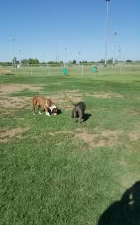 Dog Park at Crossroads - Gilbert, AZ