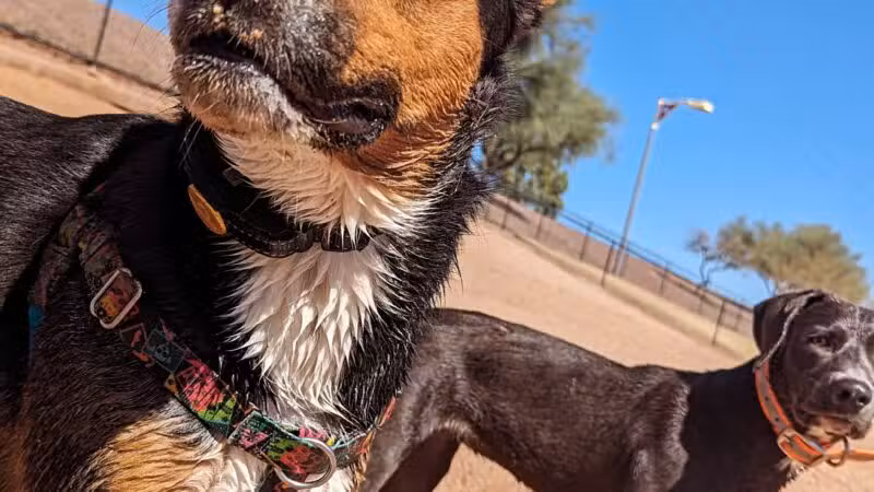 Cosmo Dog Park - Gilbert, AZ