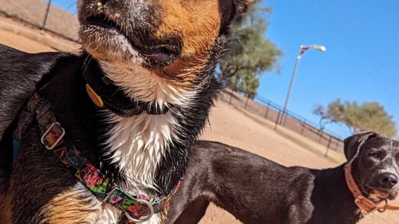 Cosmo Dog Park - Gilbert, AZ