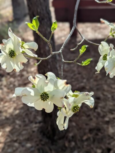 Gilbert Community Park - Gilbert, SC