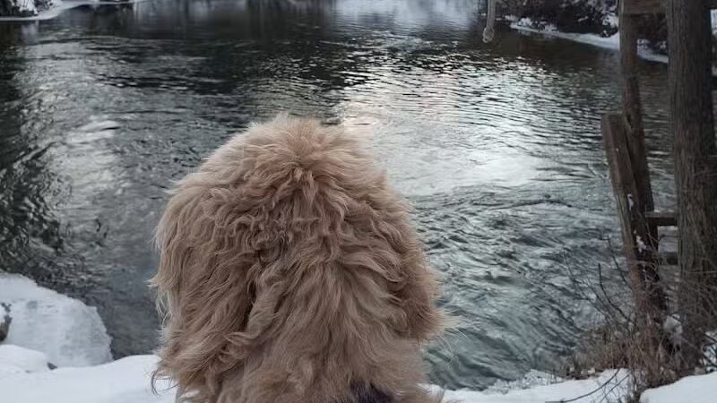 Gladwin City - North Park - Gladwin, MI