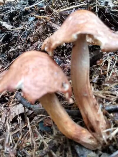 Gladwin City Park - Gladwin, MI