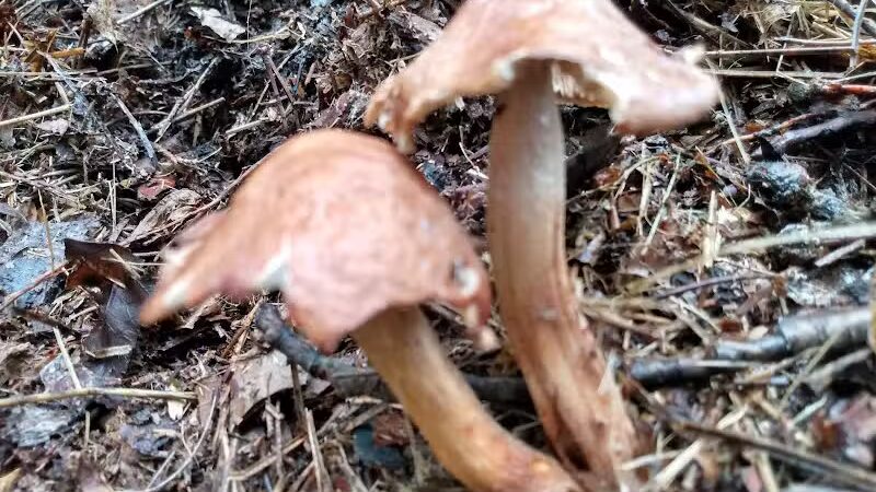 Gladwin City Park - Gladwin, MI