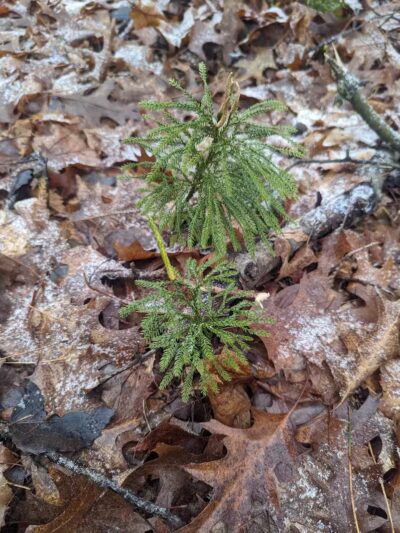 Gladwin County Recreation Area - Gladwin, MI