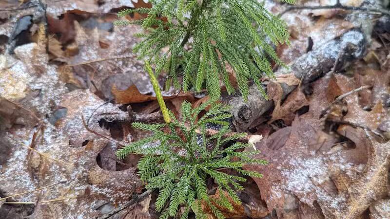 Gladwin County Recreation Area - Gladwin, MI