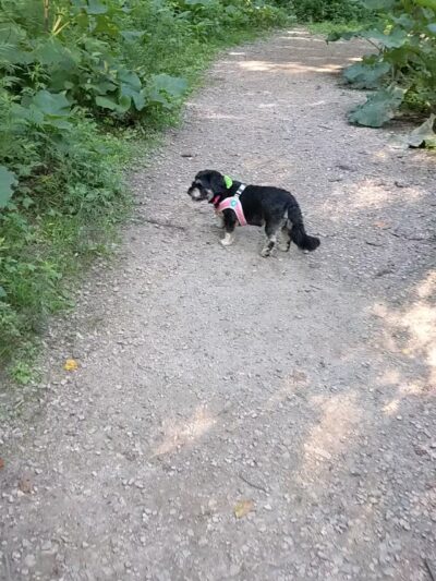 West Mill Creek Park - Gladwyne, PA