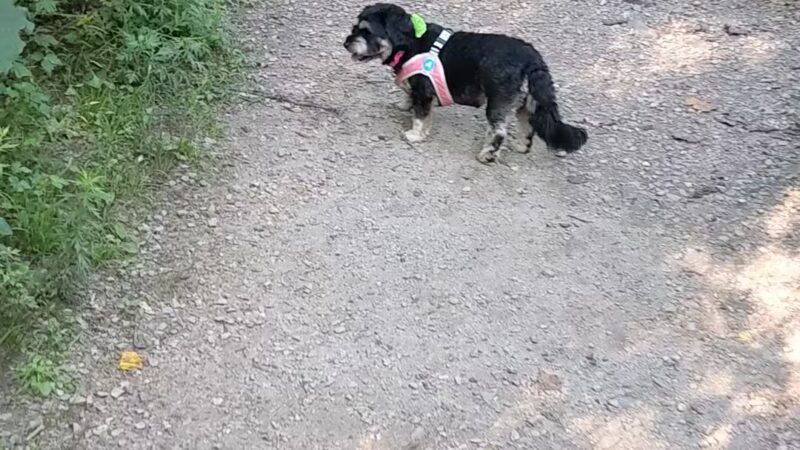 West Mill Creek Park - Gladwyne, PA