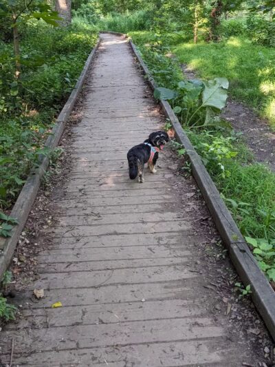 West Mill Creek Park - Gladwyne, PA