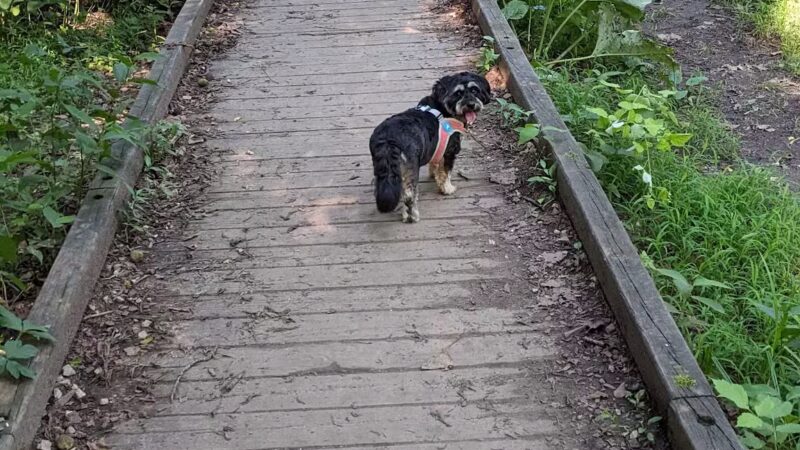 West Mill Creek Park - Gladwyne, PA