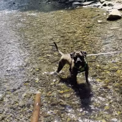 West Mill Creek Park - Gladwyne, PA