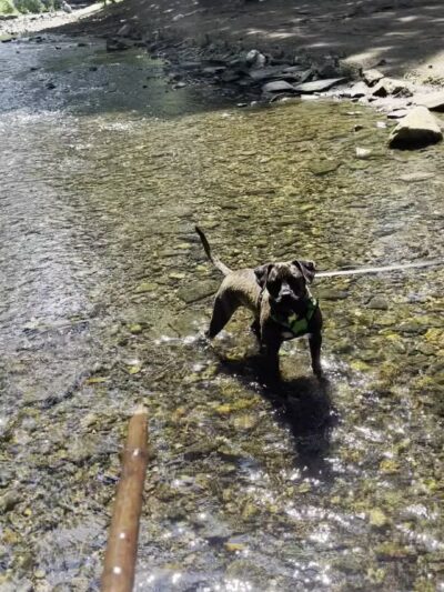 West Mill Creek Park - Gladwyne, PA