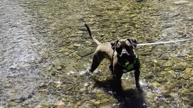 West Mill Creek Park - Gladwyne, PA