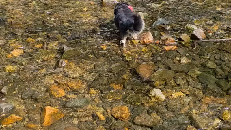 West Mill Creek Park - Gladwyne, PA