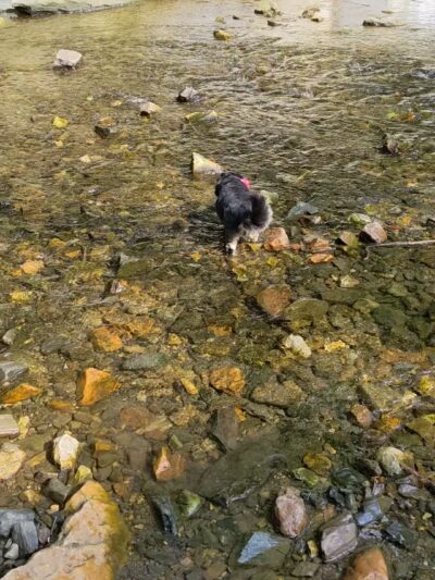 West Mill Creek Park - Gladwyne, PA