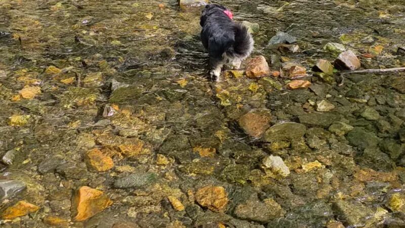 West Mill Creek Park - Gladwyne, PA