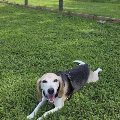 Bethel Dog Park - Glen Mills, PA
