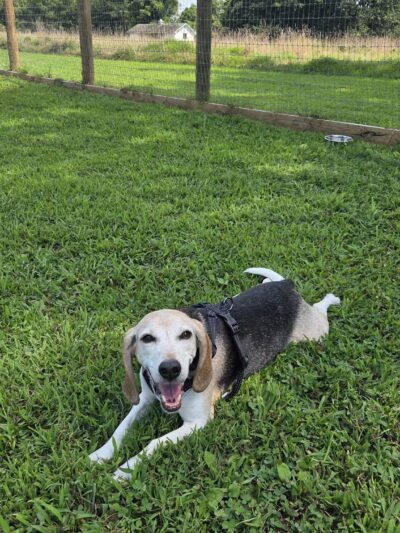 Bethel Dog Park - Glen Mills, PA