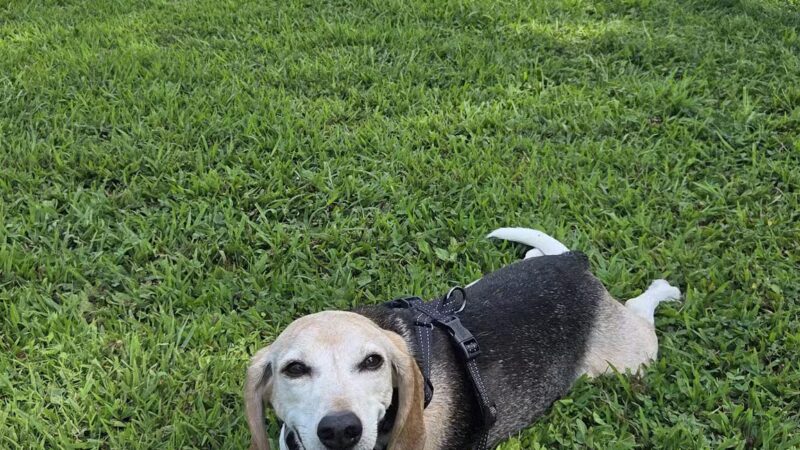 Bethel Dog Park - Glen Mills, PA