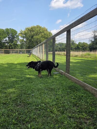 Bethel Dog Park - Glen Mills, PA