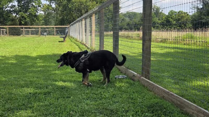 Bethel Dog Park - Glen Mills, PA