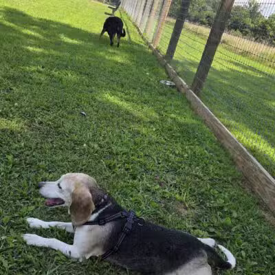 Bethel Dog Park - Glen Mills, PA