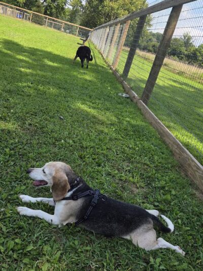 Bethel Dog Park - Glen Mills, PA