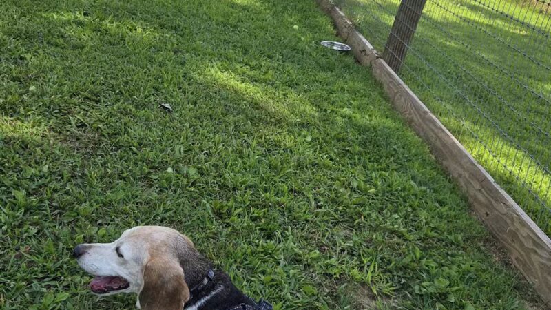 Bethel Dog Park - Glen Mills, PA