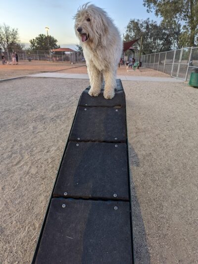 Foothills Dog Park - Glendale, AZ