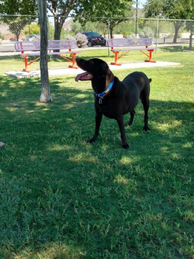 Foothills Dog Park - Glendale, AZ