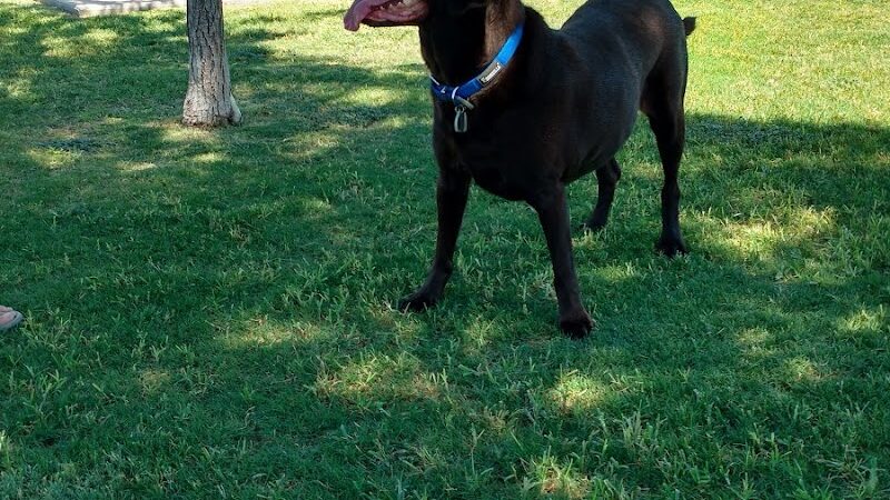 Foothills Dog Park - Glendale, AZ