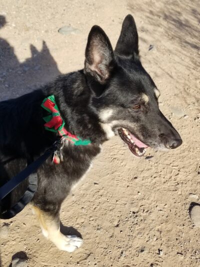 Foothills Dog Park - Glendale, AZ