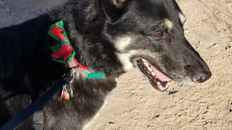 Foothills Dog Park - Glendale, AZ