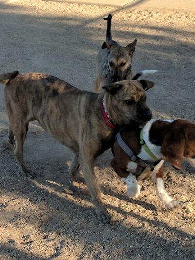 Foothills Dog Park - Glendale, AZ