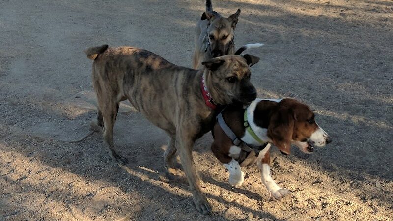 Foothills Dog Park - Glendale, AZ