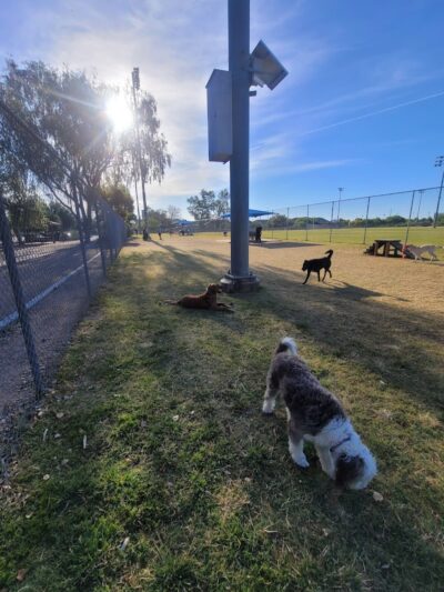 Foothills Dog Park - Glendale, AZ