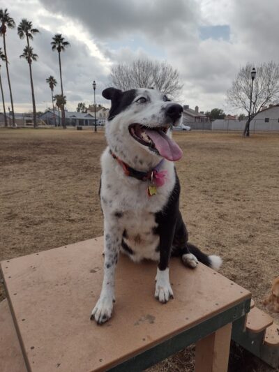 Sahuaro Ranch Dog Park - Glendale, AZ